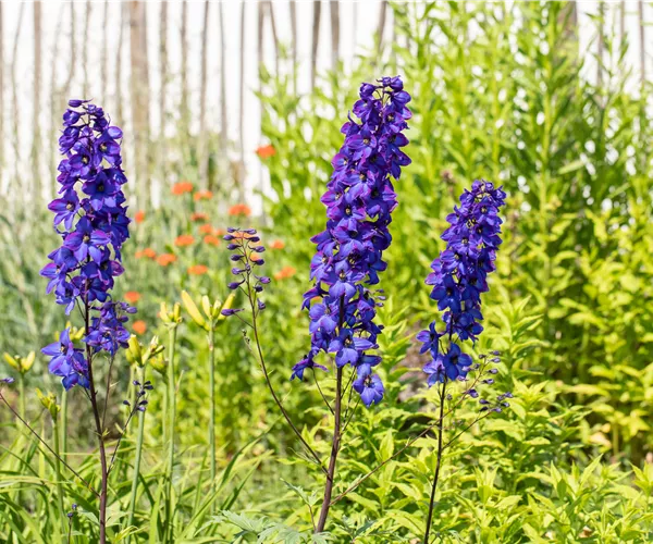 Rittersporn als blühendes Highlight im sommerlichen Garten