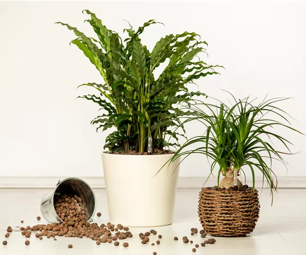 Hydrokultur – ideal als Alternative zur Aufzucht im Erdboden