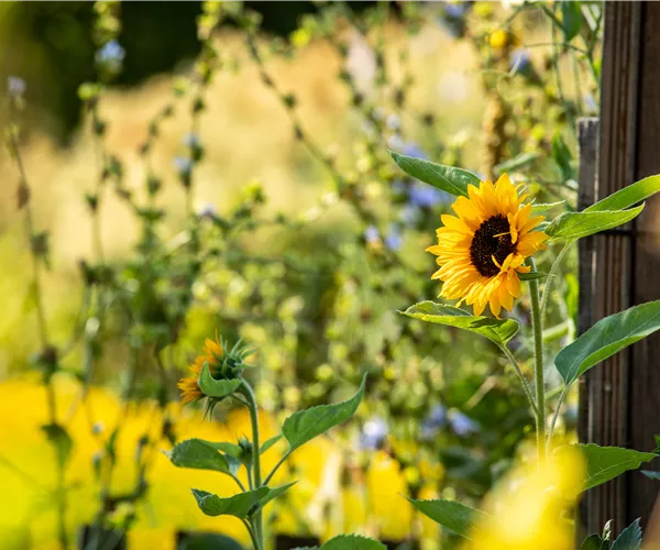 Sonnenblumen sorgen für gute Laune im Sommer
