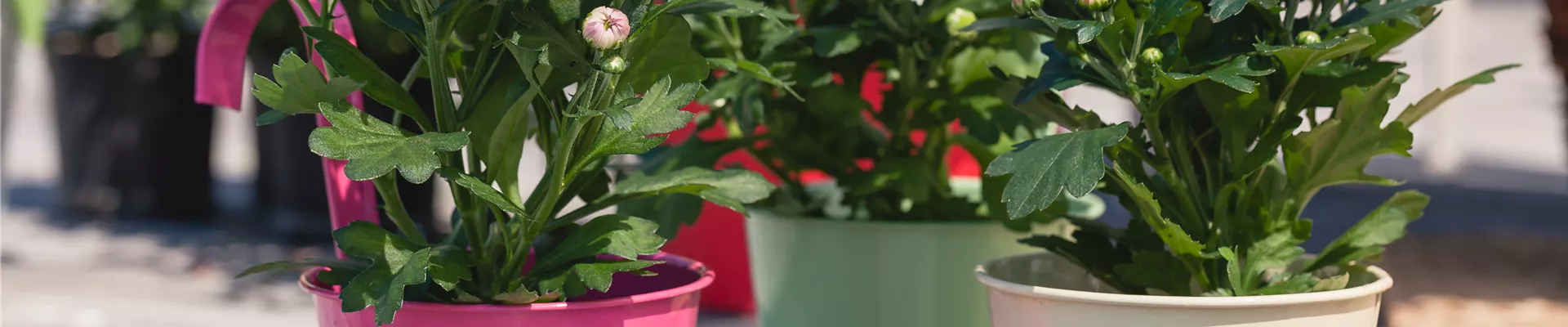 Chrysanthemum indicum
