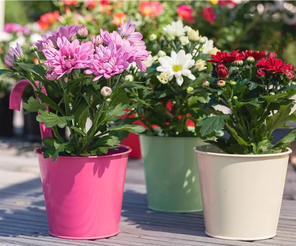 Mit Chrysanthemen den Sommer einfach verlängern