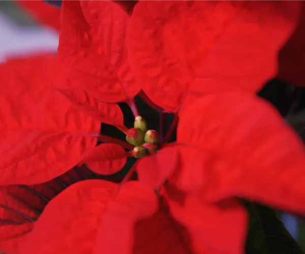 Weihnachtsstern - Umtopfen