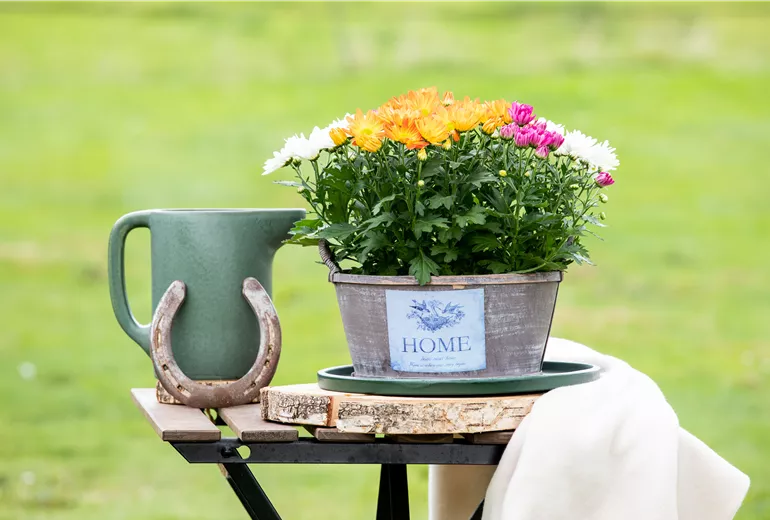 Chrysanthemum indicum 'Quatro'