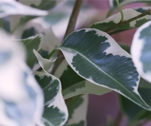 Birkenfeige - Umtopfen