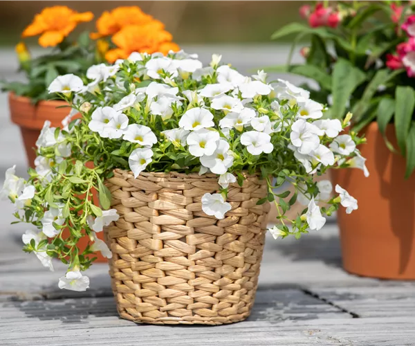 Pflanzgefäße aus unterschiedlichen Materialien – Eine Übersicht