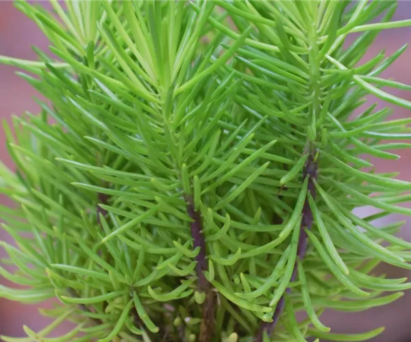 Senecio Himalaya - Umtopfen