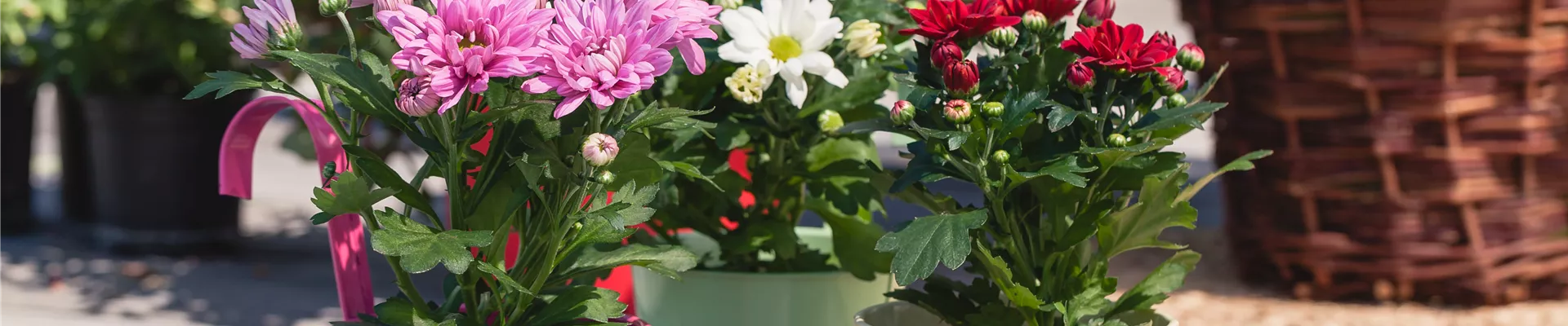 Chrysanthemum indicum