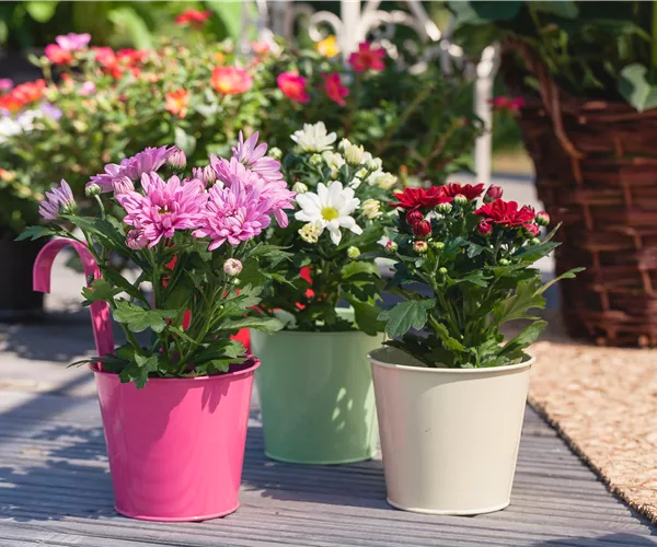 Chrysanthemen pflanzen und den Sommer verlängern