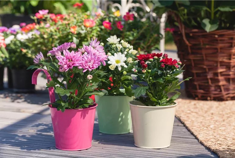 Chrysanthemum indicum