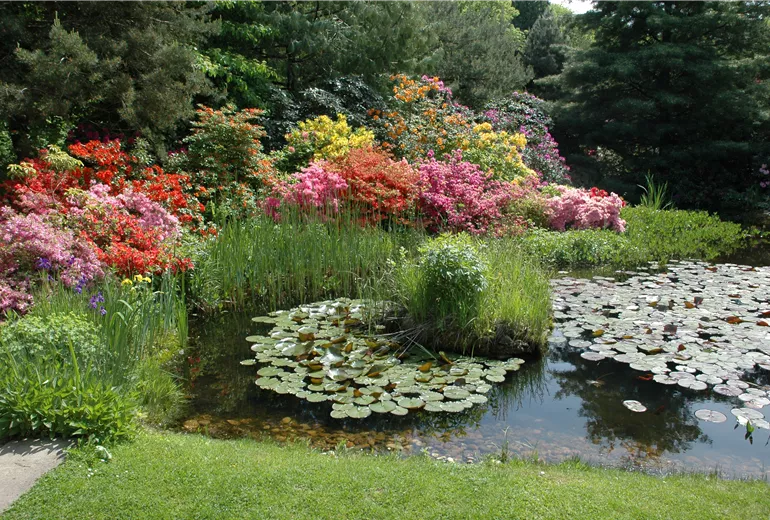 Gartenansicht mit Azaleen und Teich