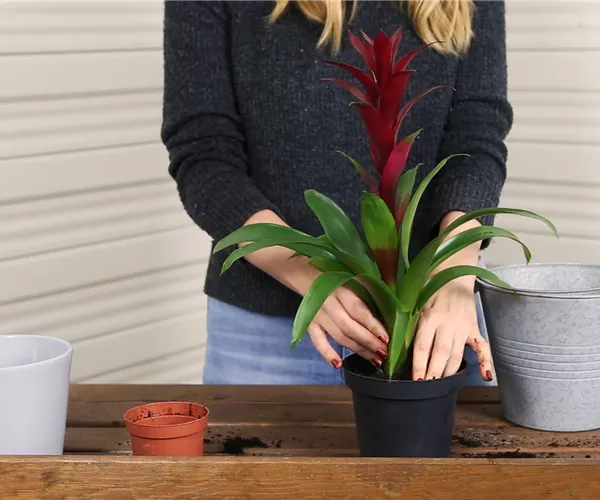 Bromelie - Einpflanzen in ein Gefäß
