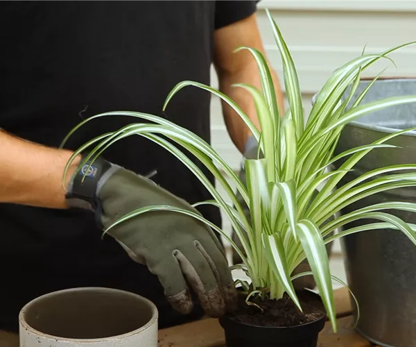 Grünlilie - Umtopfen