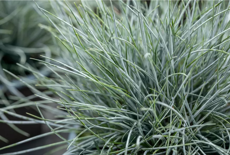 Festuca cinerea 'Glauca'