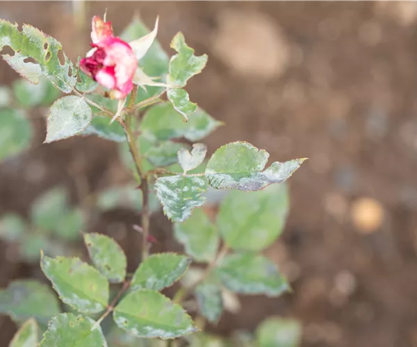 Die häufigsten Pflanzenkrankheiten erkennen und bekämpfen