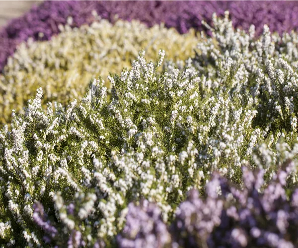 Heide in den unterschiedlichsten Farben für Garten und Balkon