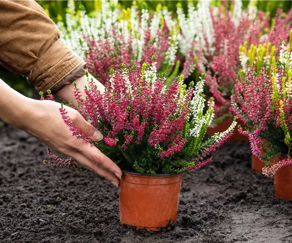 Heide pflanzen und Garten und Co. bunt gestalten