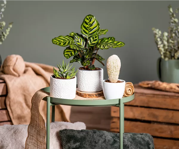 Kakteen und Sukkulenten – Die beliebtesten Kandidaten