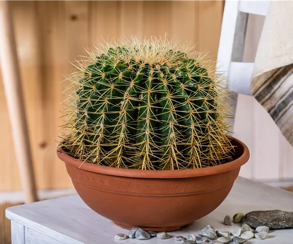Kakteen und Sukkulenten kaufen für ein tolles Klima