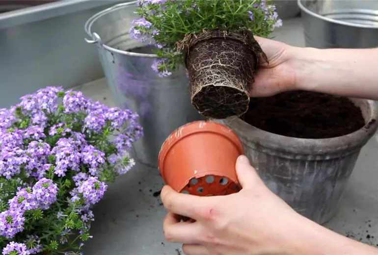 Eisenkraut - Einpflanzen in ein Gefäß (2)