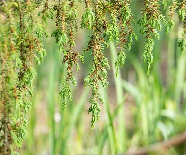 Nadelgehölze pflegen und damit gesund und frisch halten