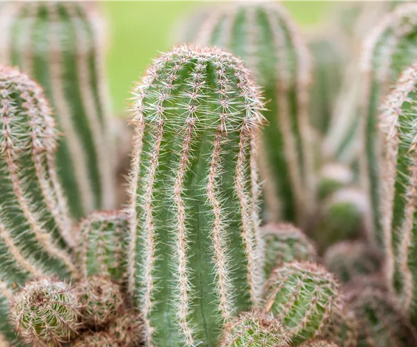 Kakteen und Sukkulenten pflegen für glückliche Pflanzenfreunde
