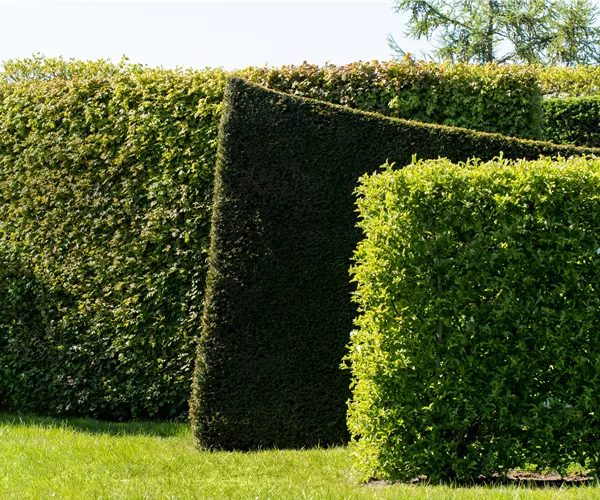 Die schönsten Heckenpflanzen für den Garten entdecken
