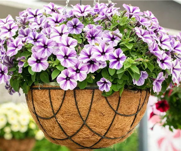 Petunien pflanzen und einen farbenfrohen Sommer erleben