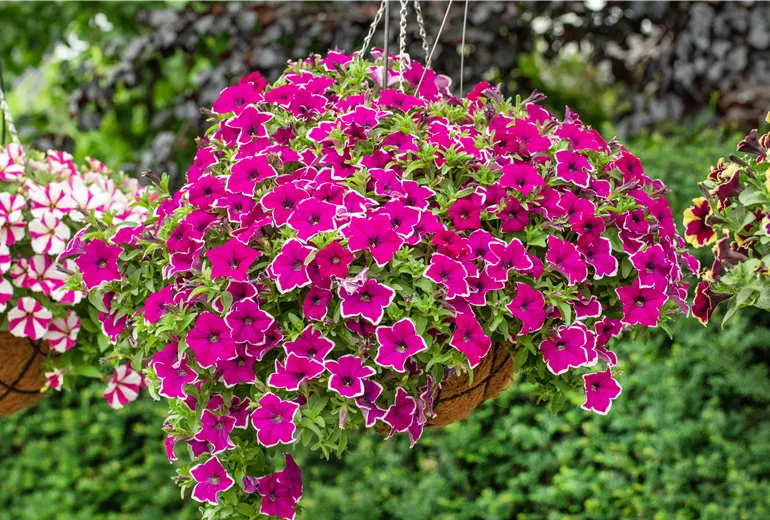 Petunia ,Surprise Magenta Halo'