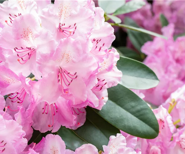 Rhododendronarten und -sorten – Die schönsten Kandidaten