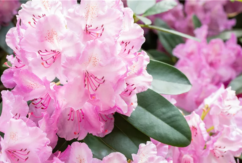Rhododendron 'Aristide Briand'