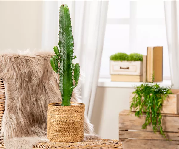 Kakteen und Sukkulenten schneiden – Ja oder nein?