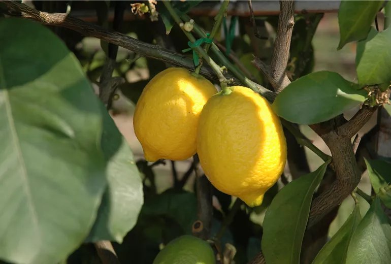 Citrus limon