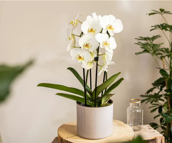 Die beliebtesten Orchideen für echte Pflanzenfans