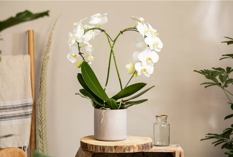 Phalaenopsis, Herz