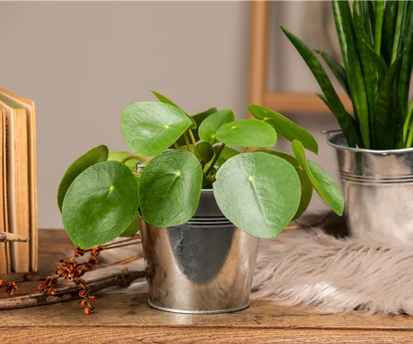 Die besonderen Eigenschaften von Zimmerpflanzen kennenlernen