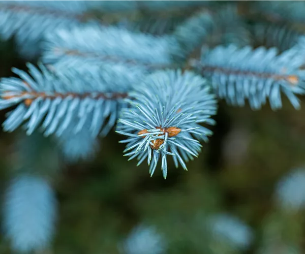 Gartengestaltung mit Nadelgehölzen – Ein immergrüner Garten