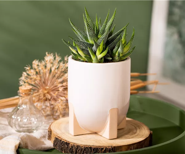 Die einmaligen Besonderheiten von Kakteen und Sukkulenten 