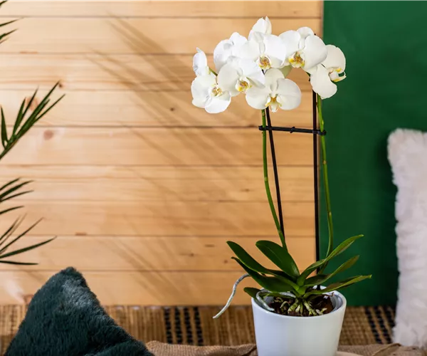 Die einmaligen Besonderheiten von Orchideen