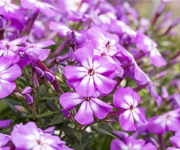 Flammenblumen lassen Ihren Garten in Farben baden