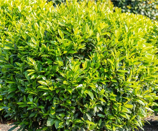 Kirschlorbeer – Der beliebte Gartenbewohner