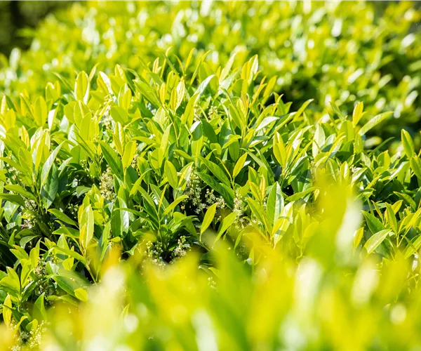 Kirschlorbeer pflanzen und den Garten bereichern