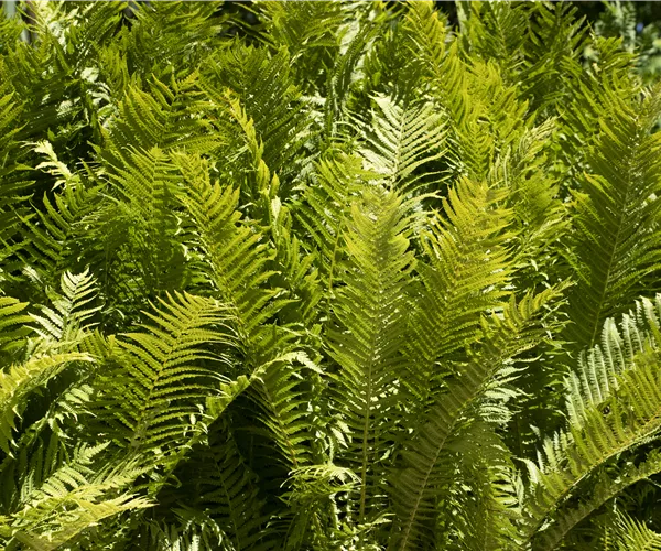 Farne im Garten als grüne Highlights im Schatten