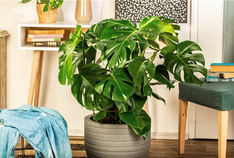 Monstera deliciosa