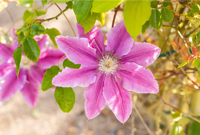 Clematis 'Dr. Ruppel'