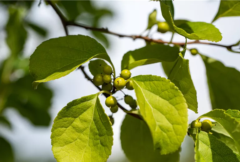 Celastrus orbiculatus