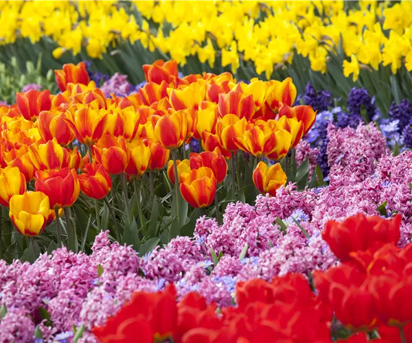 Blumenzwiebeln als Highlight bei der Gartengestaltung