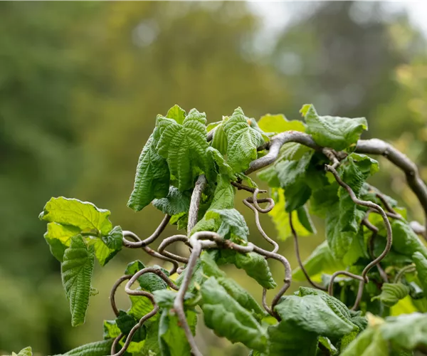 Beliebte Laubgehölze für den eigenen Garten