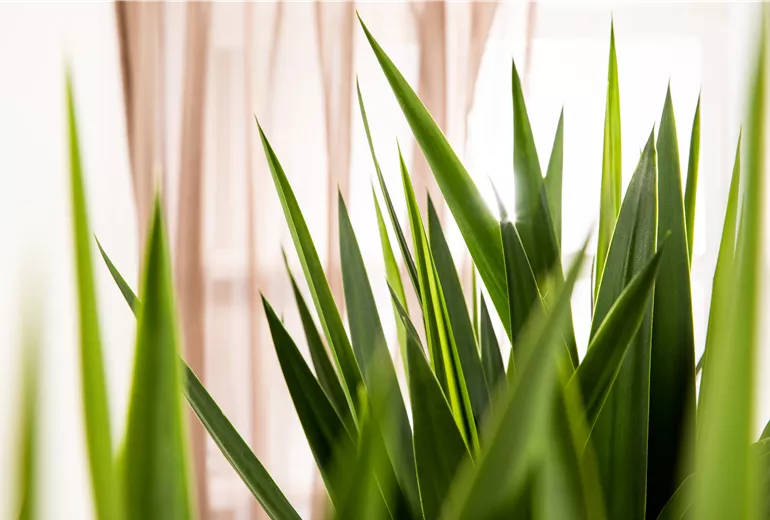 Yucca elephantipes