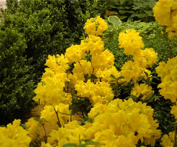 Die Sonne geht auf – Blumenbeet in Gelb und Orange