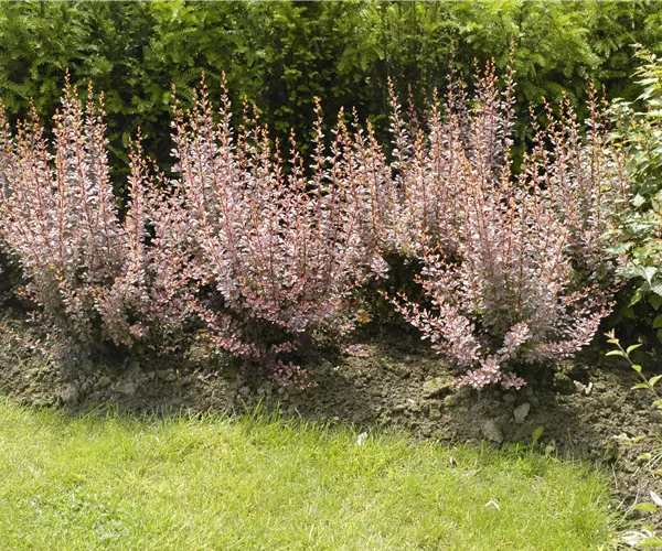 Berberitzen bereichern den Garten in jeder Hinsicht